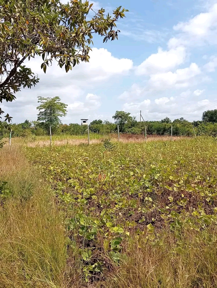 50 by 100 plot for sale, Muranga