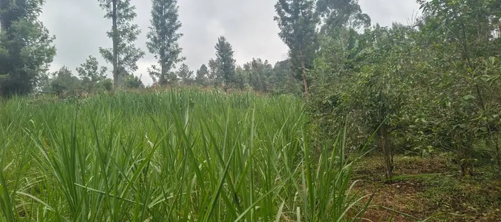 Prime 1 acre for sale,Mukurweini