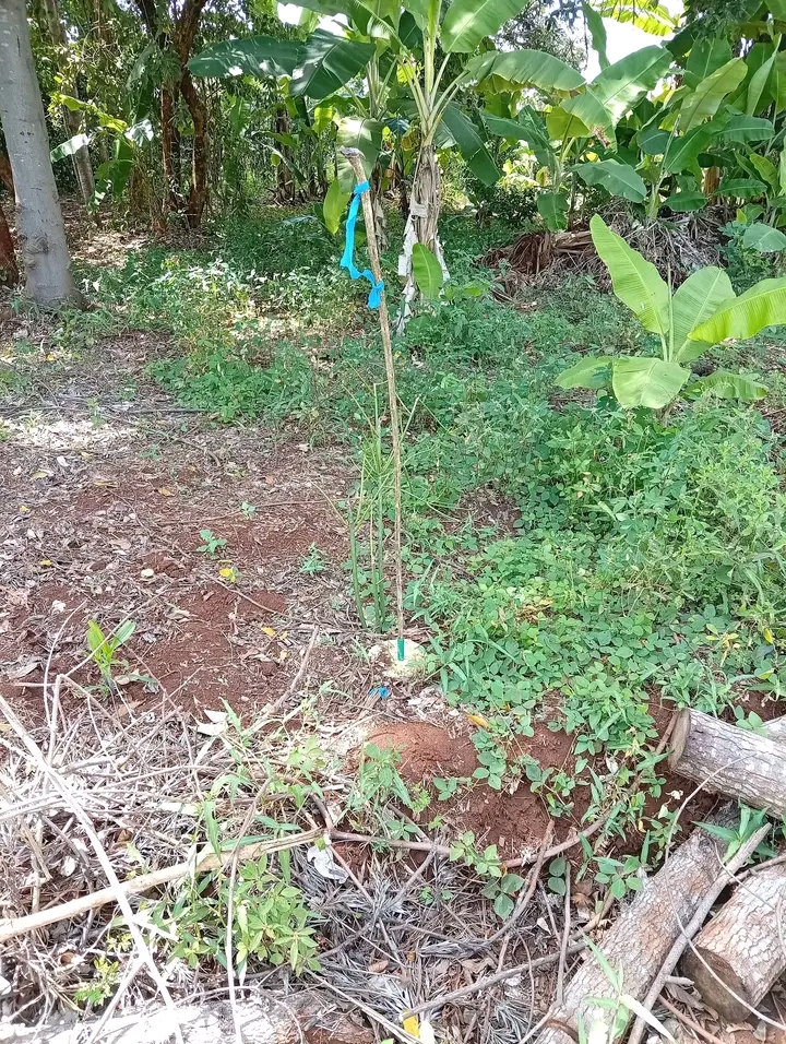 1/8 Acre for sale, Muranga