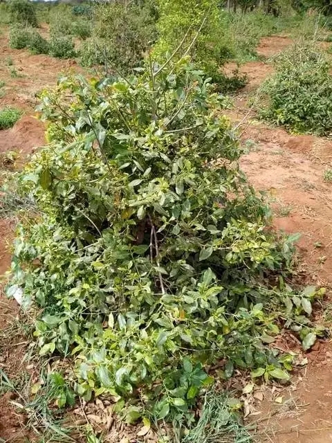 1 acre for sale,Makindu, Makueni