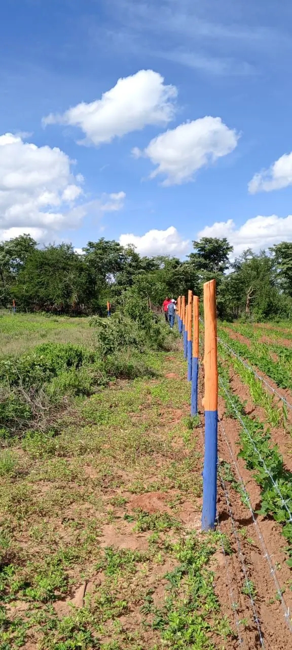 50 by 100 Prime Plots,Matuu