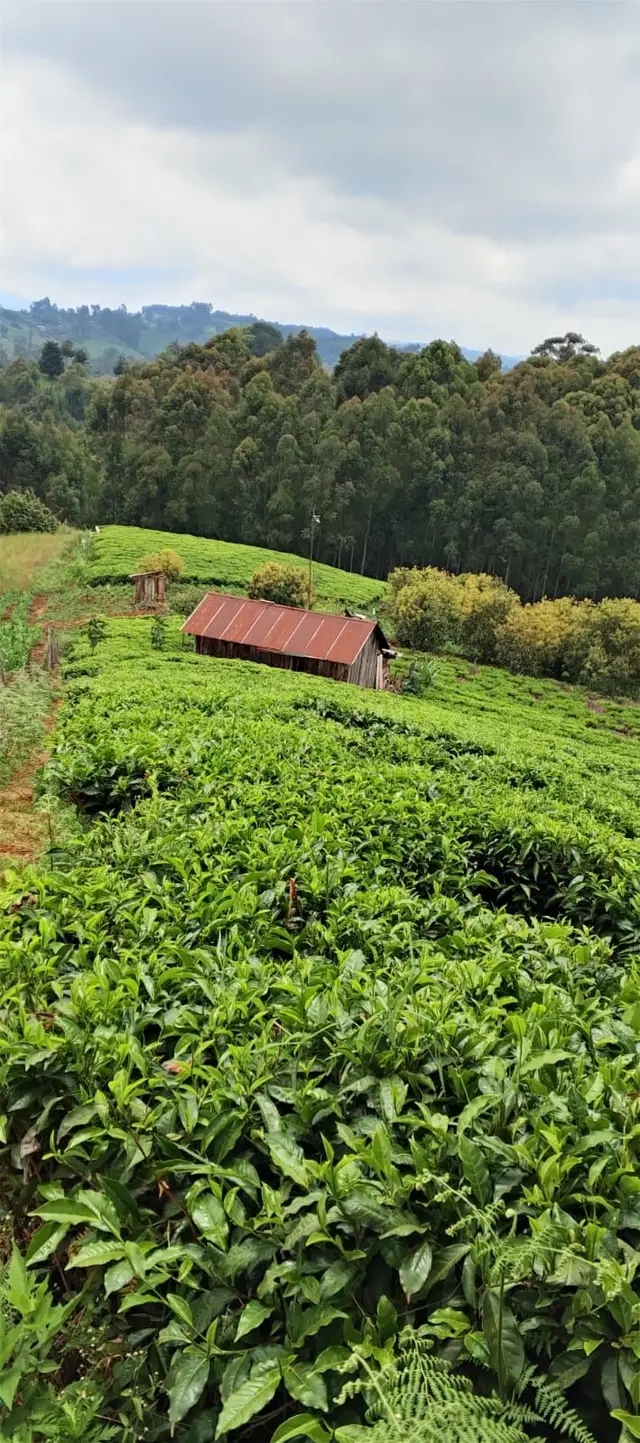 Land for sale,Tetu,Nyeri